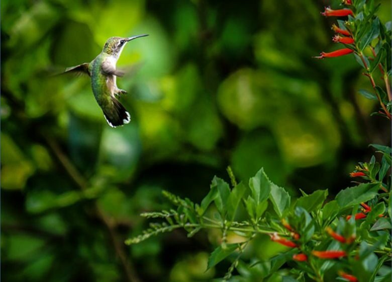  Mercado Livre impulsiona empreendedores que focam na biodiversidade brasileira